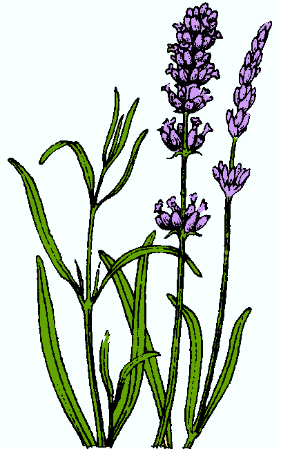 Lavender Cliparts Free