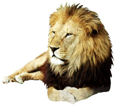 Realistic lion clipart 