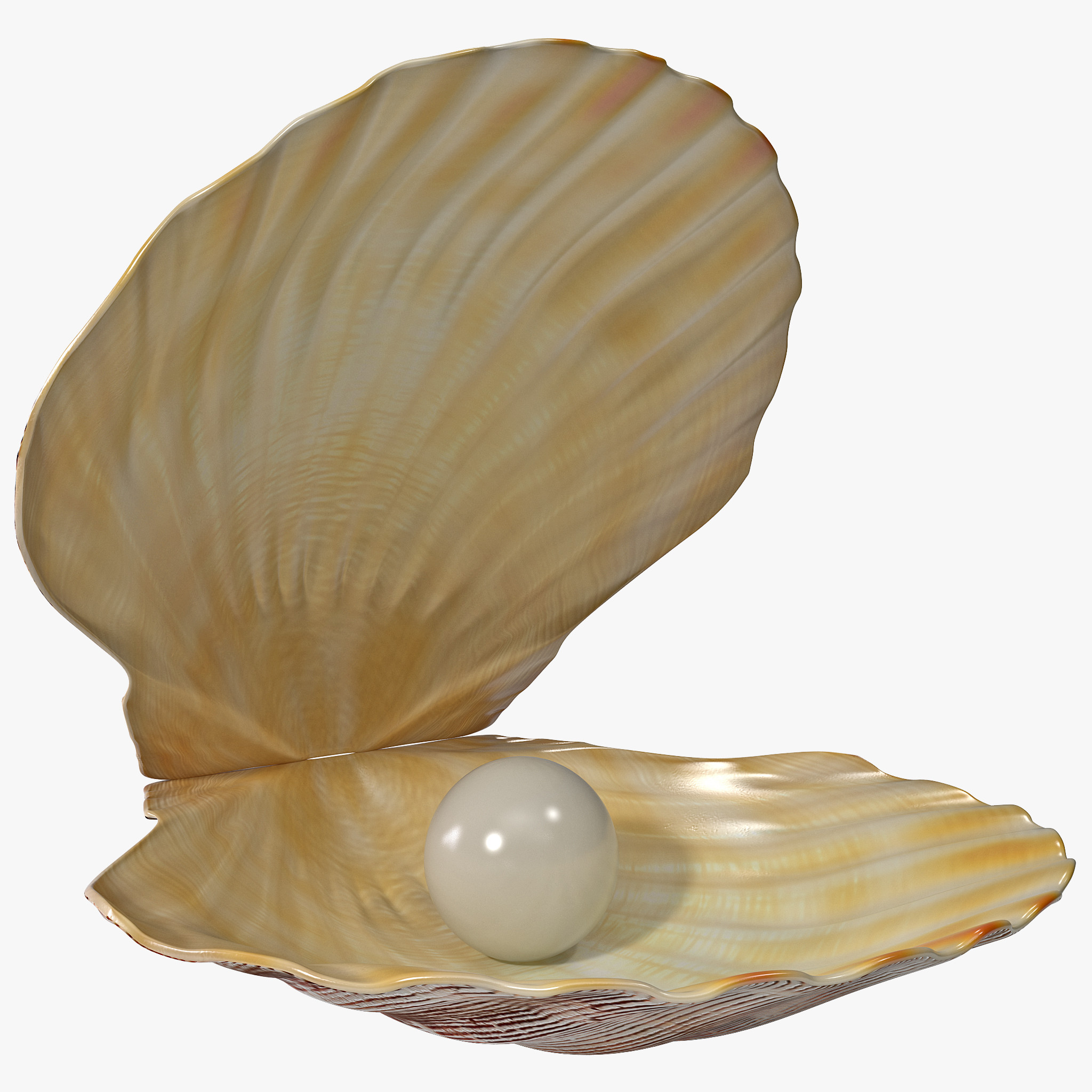 clam shell png