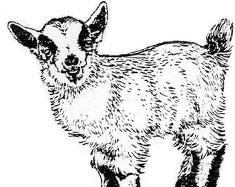 Pygmy goat gifts 