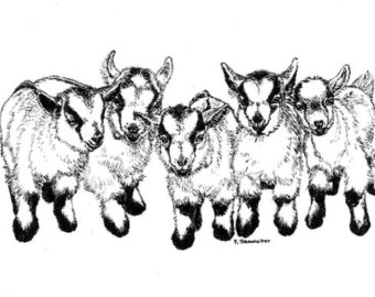 pygmy goat drawing � Etsy 