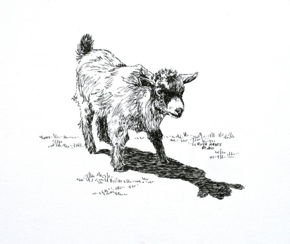 Standing Kid Pygmy Goat Pen and Ink Animal Art by ruthsartwork 