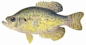 Crappie Clip Art Download 