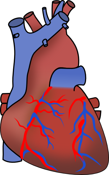 Heart Organ Cliparts