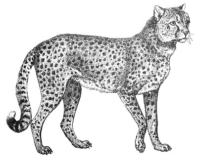 Cheetah Silhouette Cliparts
