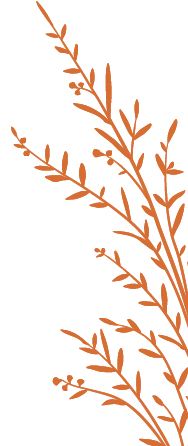 Goldenrod Cliparts
