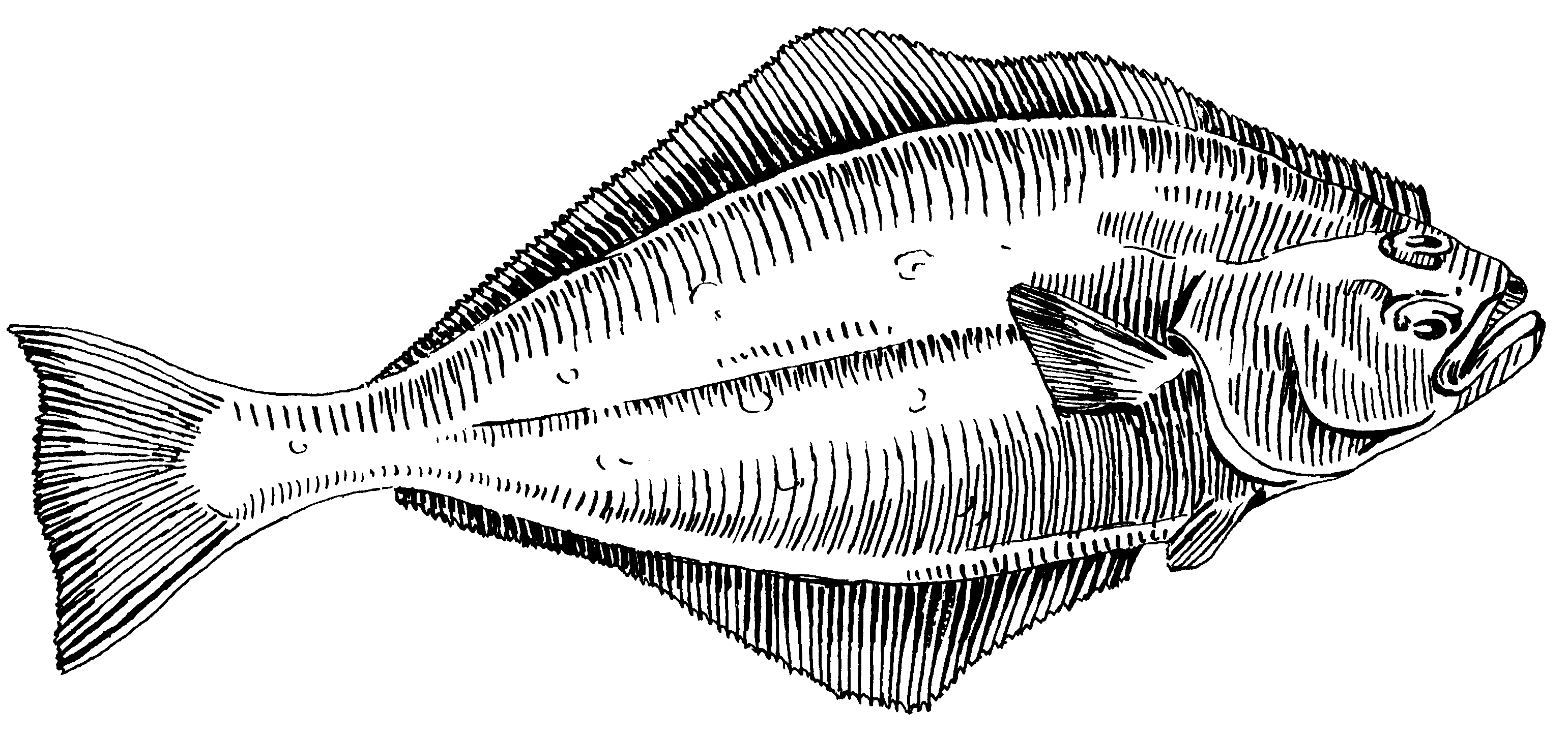 Палтус рыба