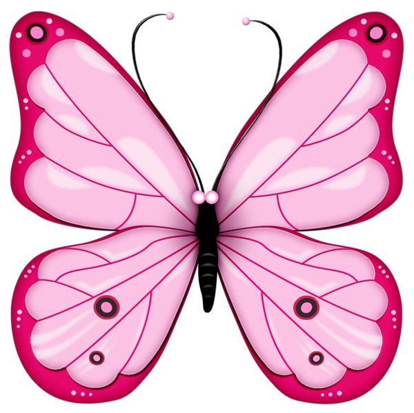 Butterflies quotes 