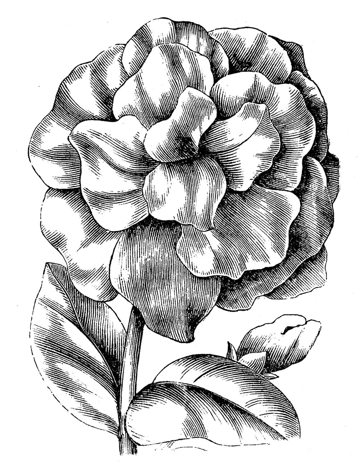 Petunia Flower Cliparts
