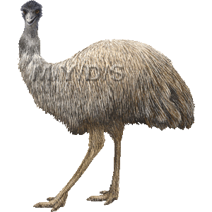 Emu clipart graphics 
