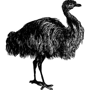 Emu Clipart 