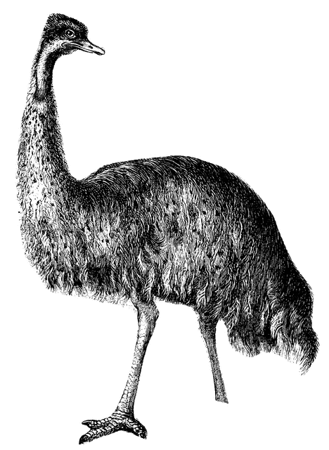 Emu 