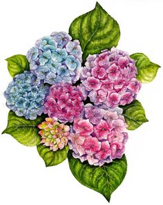 Hydrangea Flower Oil painting . 