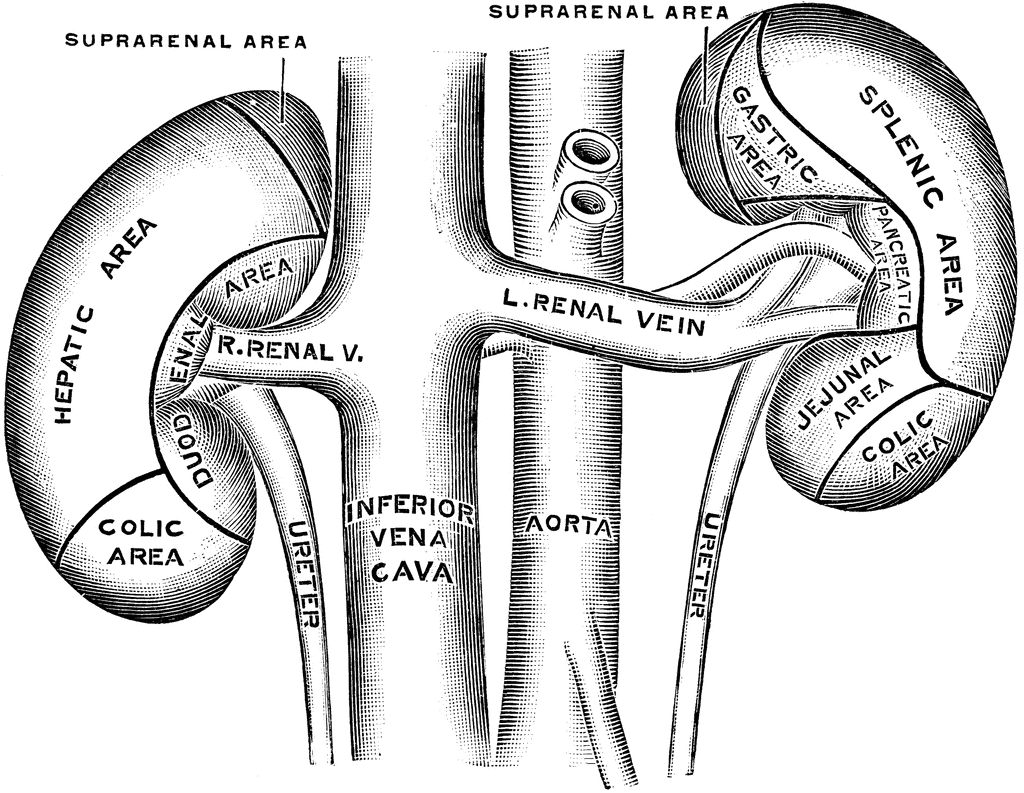 Right Kidney Cliparts