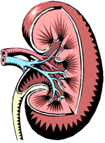 Happy Kidney Clipart The human 