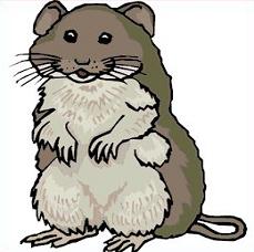 Free Winter Hamster Cliparts, Download Free Winter Hamster Cliparts png ...