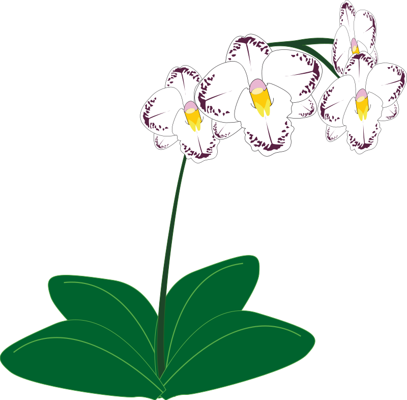 Free to Use Public Domain Orchid Flower Clip Art
