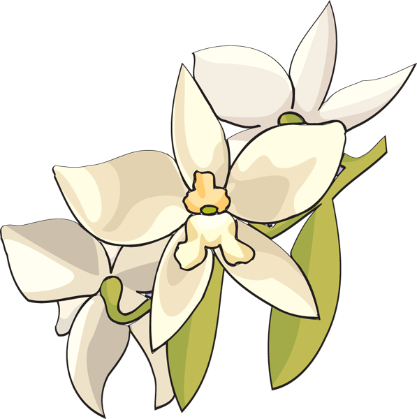 Orchid Flower Clip Art 