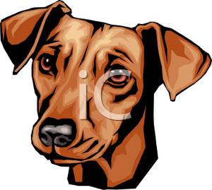 The_face_cute_dachshund_dog_110208