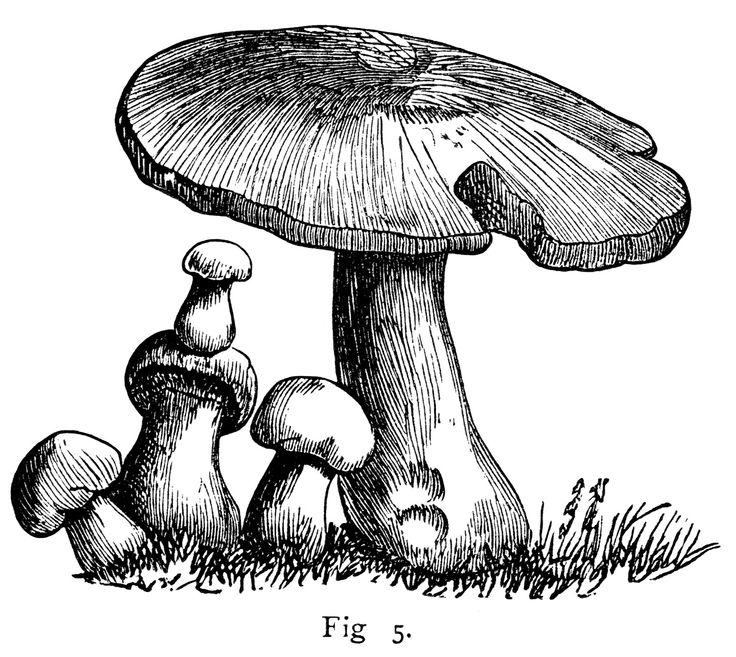 Mushroom clip art vector mushroom graphics clipart me image 