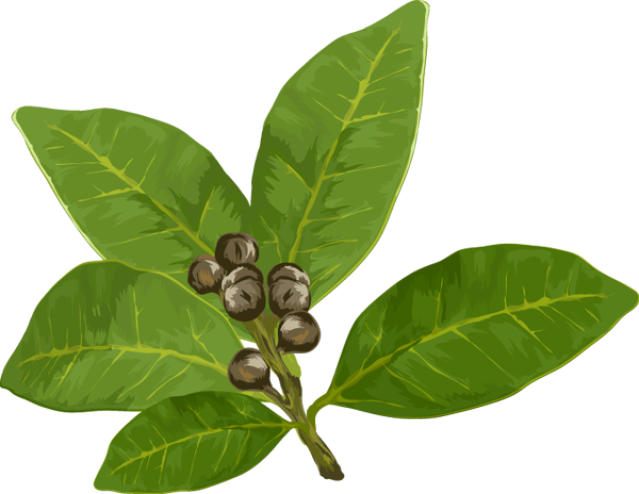 Herbs Cliparts