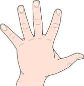 Female Left Hand Clipart 