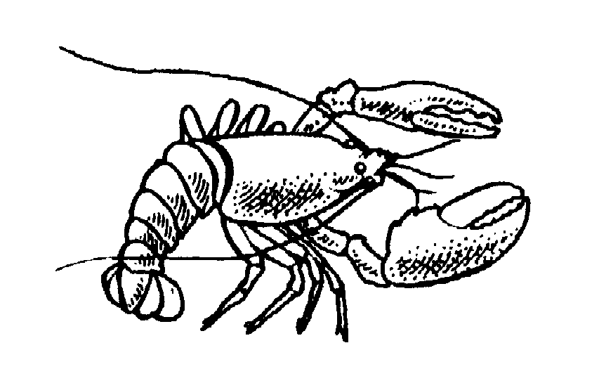 Sea Lobster Cliparts