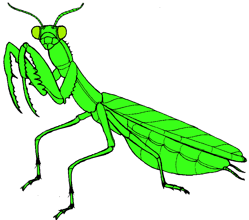 Praying Mantis Clip Art Free 