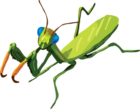 transparent praying mantis clipart - Clip Art Library