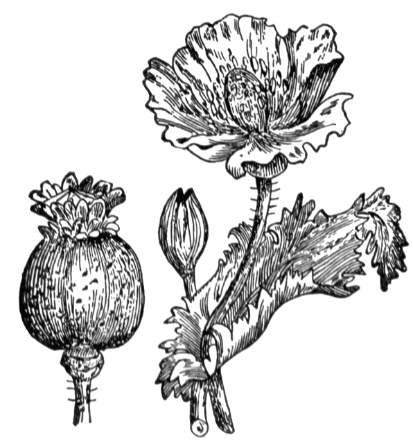 opium clipart - Clip Art Library