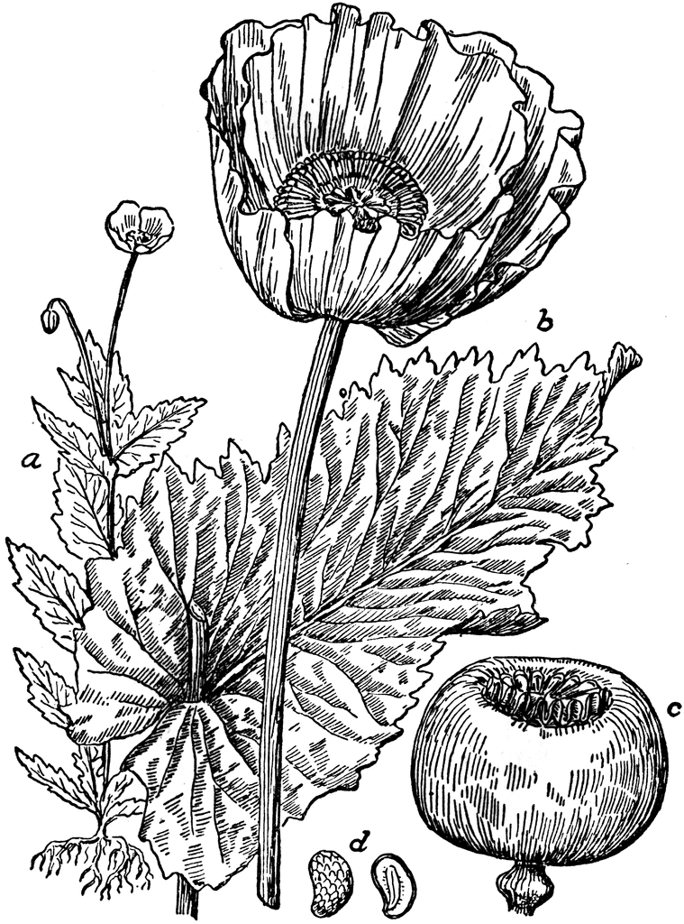 opium poppy - Clip Art Library