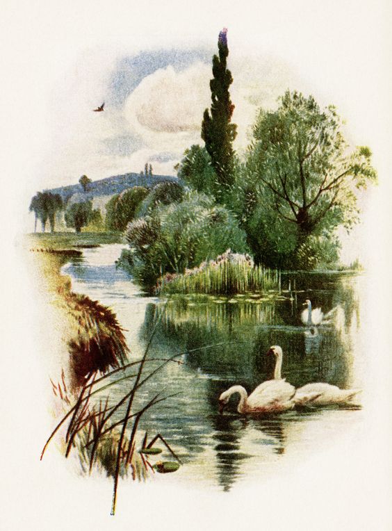 swans swimming illustration, free vintage clip art, swan on pond 