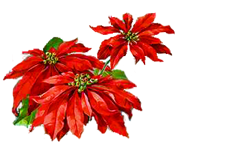 Poinsettia Border Cliparts