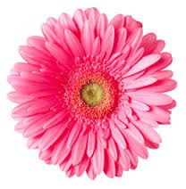 Gerbera Daisy Cliparts