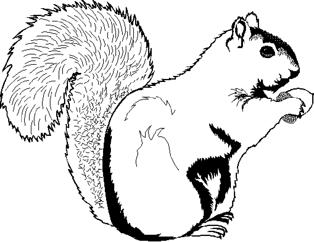 Squirrel Printables Clipart 