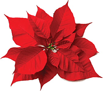 Christmas rose clipart 
