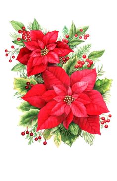 Png christmas poinsettia clipart 