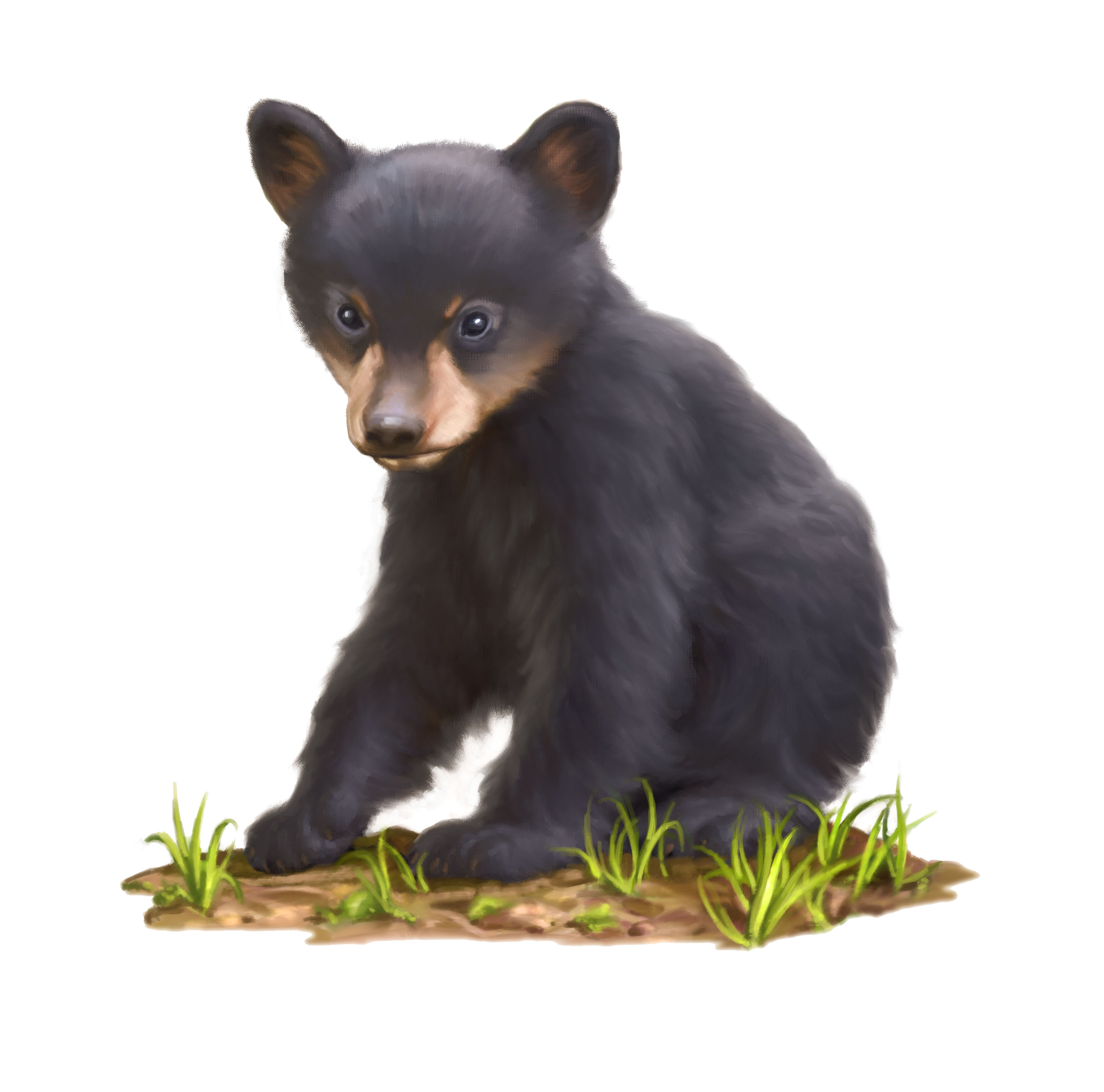 Free Bear Cub Cliparts, Download Free Bear Cub Cliparts png images
