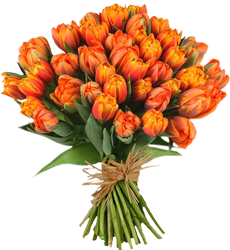 Tulip Bouquet Clip Art 43579 