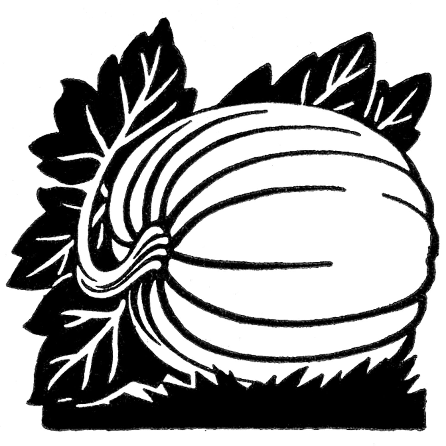 Pumpkin Vine Clipart Black And White 