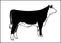 Hereford Cattle Clipart 