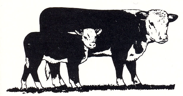 Herford bull clip art – cfxq 