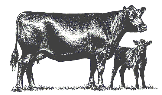 Red Angus Steers Clipart 