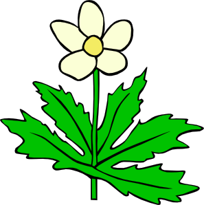 Anemone Flower Cliparts