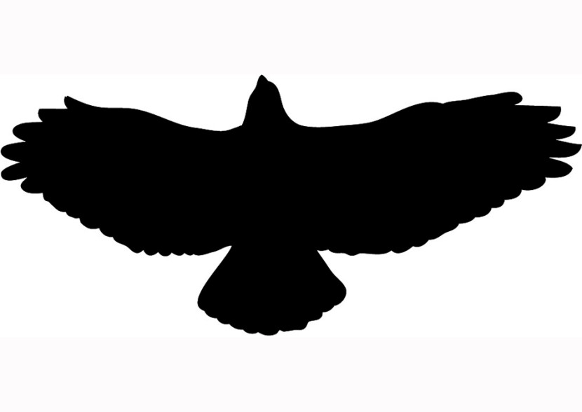 Flying hawk clipart 