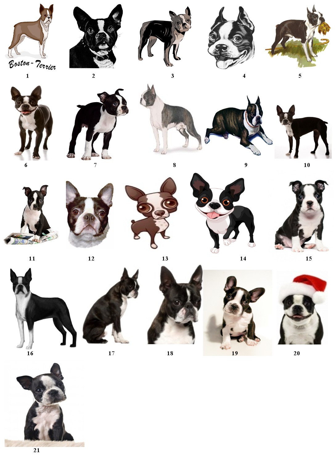 Boston Terrier Clipart: Add Some Adorable Style to Your Designs