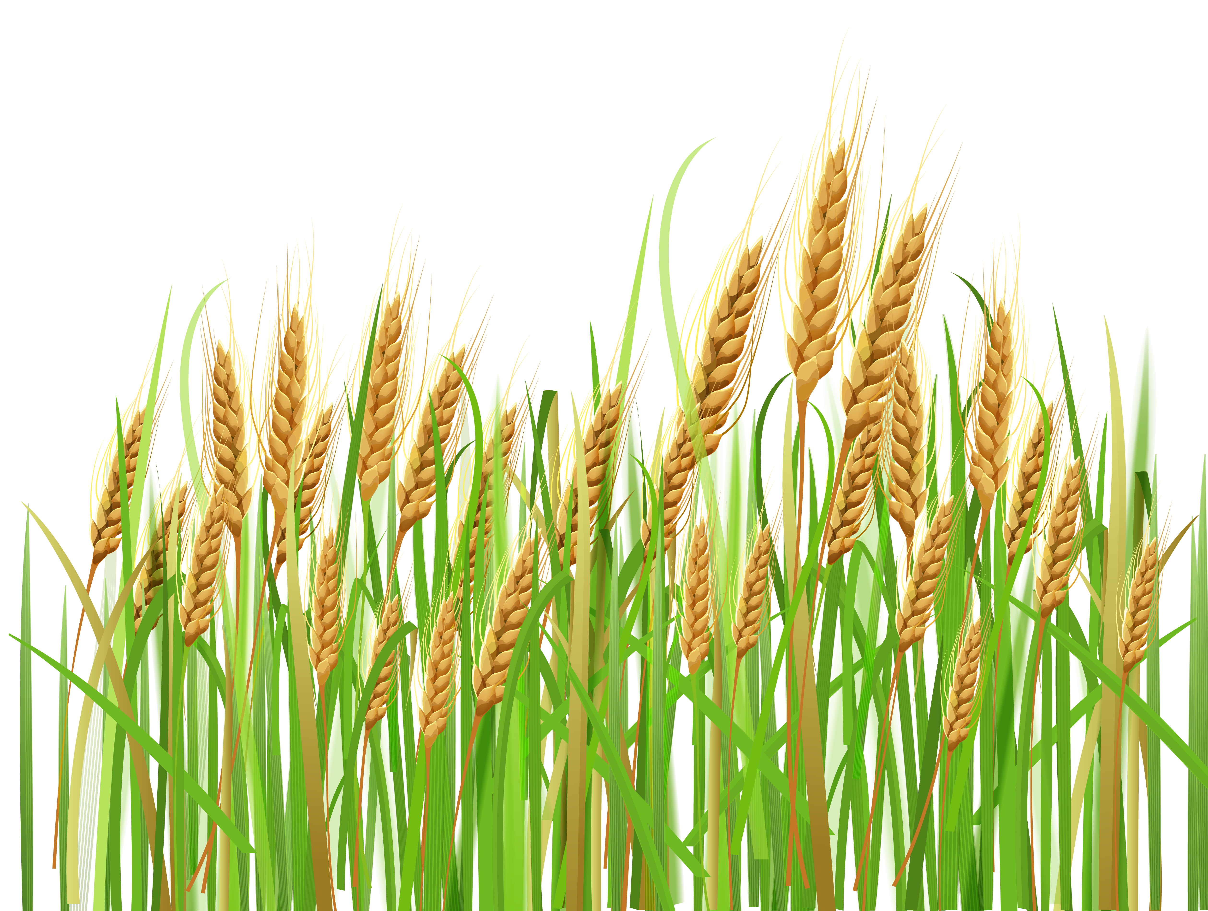 Wheat field clipart 