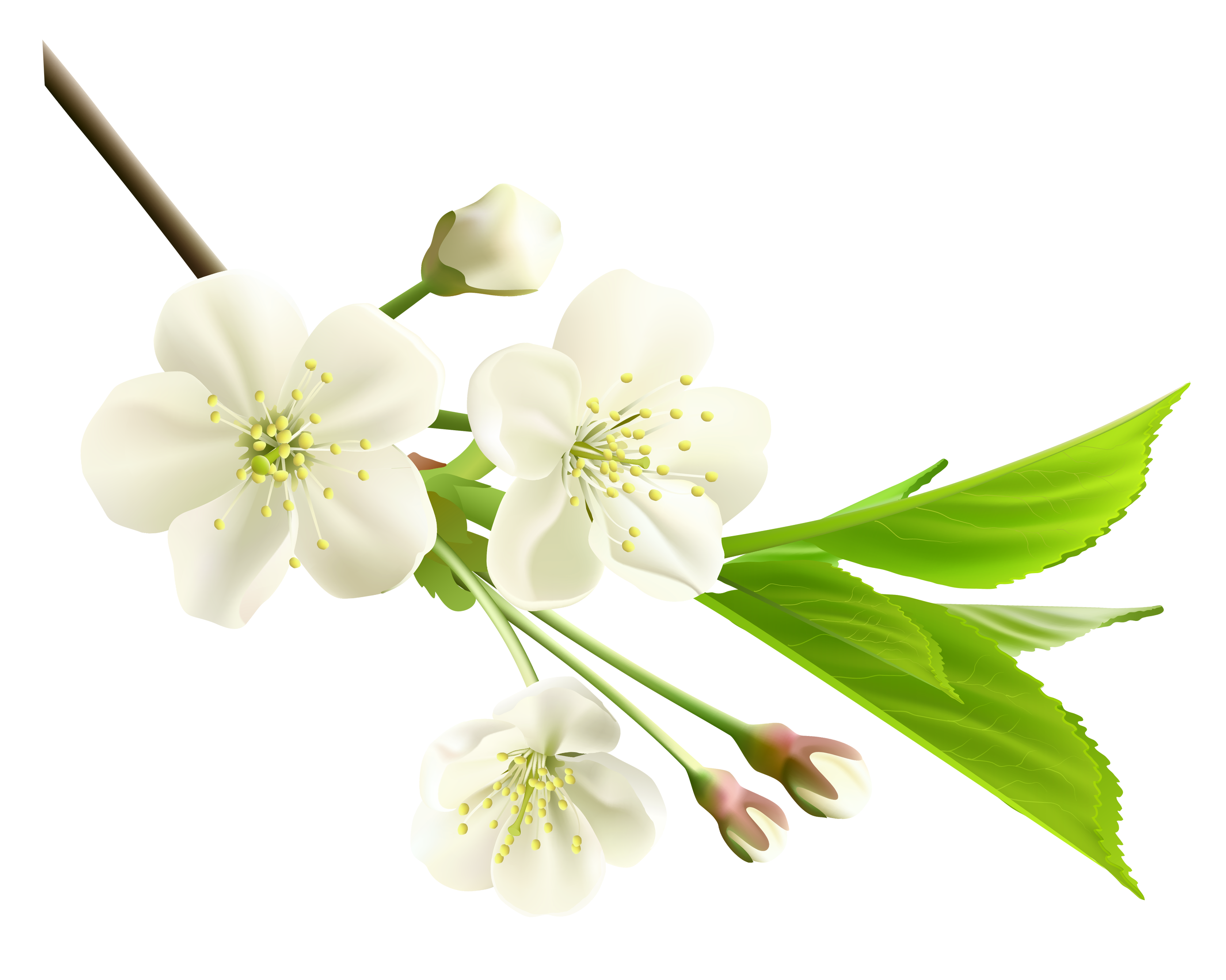 Spring Branch with White Tree Flowers PNG Clipart 