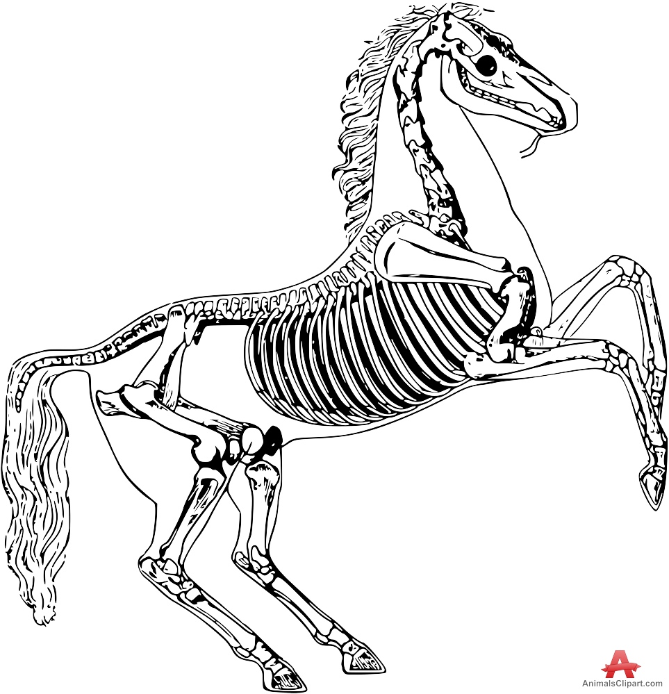 Horse Skeleton Standing on Hind Legs Drawing Clipart 