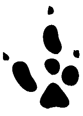 Kangaroo Cliparts Footpints